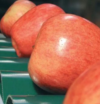 Manzanas sobre cushion belts